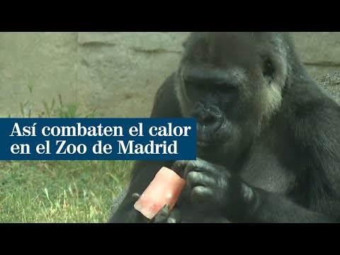 Granizados de frutas y peces congelados para combatir el calor en el Zoo de Madrid