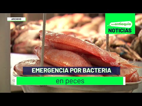 Emergencia por bacteria en peces - Teleantioquia Noticias