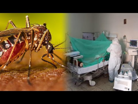 ¿Cómo reconocer el zancudo del dengue y de qué manera evito contagiarme?