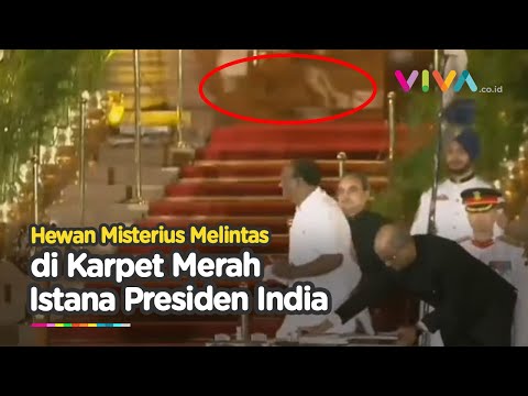 Penampakan Hewan Misterius di Istana Presiden India