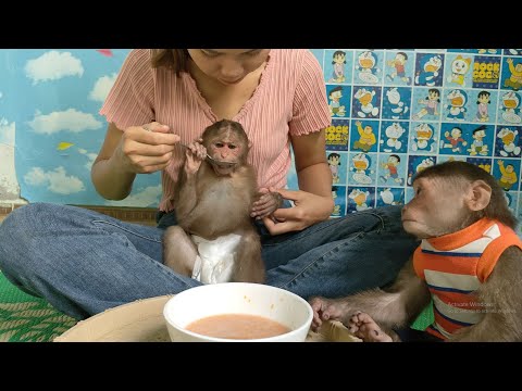 Mom cooks healthy carrot porridge for Mimi monkeys