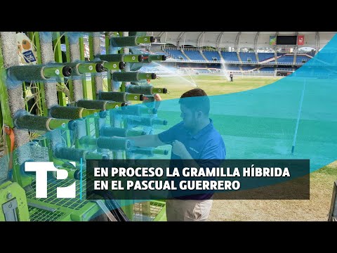 En proceso la gramilla híbrida en el Pascual Guerrero