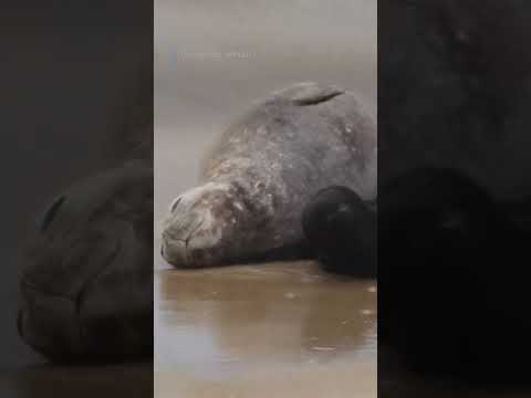 Researchers discover rare elephant seal birth on Brazilian beach #Shorts