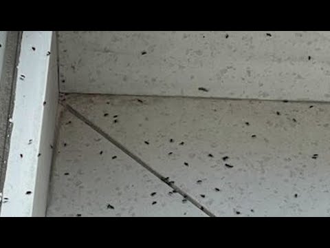 Elm seed bugs are taking over Loveland homes, businesses