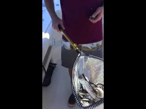 seasons sportfishing feeds the tuna    