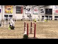 Show jumping horse Simpel te rijden 7j ruin