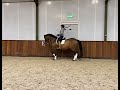 Dressage horse Mooi dressuur paard