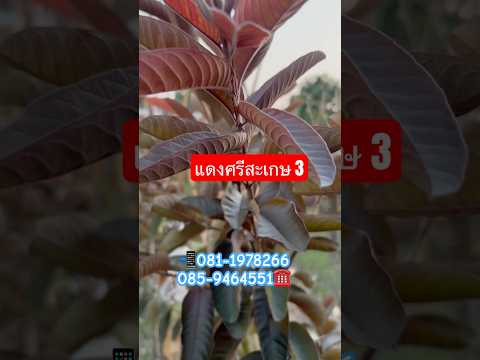 ฝรั่งแดงศรีสะเกษ3กิ่งพันธุ์บ