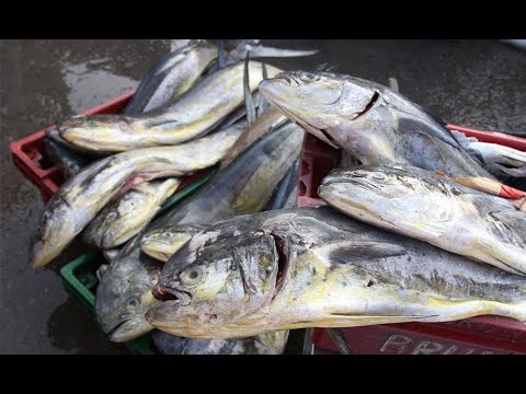 VMT: ¿Subió el precio del pescado por Semana Santa?