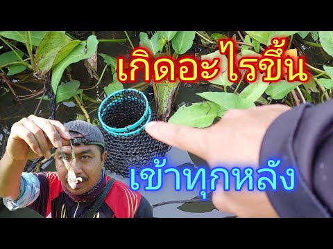 ดักปลาไหล-ด้วยเขียดลวก-บอกเลยห ดักปลาไหล-ด้วยเขียดลวก-บอกเลยห