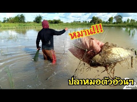 สองบ่าวลุยหาอยู่หากินตามท้องไร สองบ่าวลุยหาอยู่หากินตามท้องไร