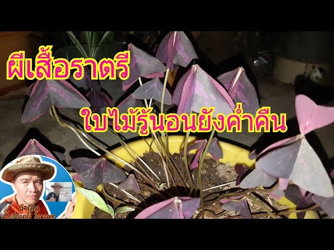 ชมไม้ยามราตรีกับน้าเล็ก:ผีเสื้ ชมไม้ยามราตรีกับน้าเล็ก:ผีเสื้