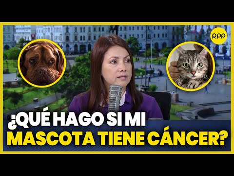 Entre patas y colas: ¿Qué debemos saber si nuestras mascotas tienen cáncer?