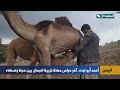 قصة المربي أحمد أبو لبده.. آخر من يحافظ على مهنة تربية الجمال بين حجة وصنعاء