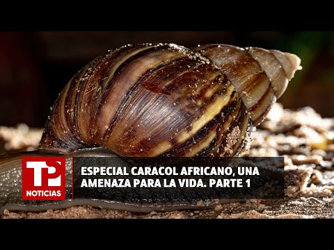 Especial de Telepacífico Noticias: Plaga del caracol africano en el Valle |07.07.2024| TPNoticias