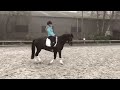 Show jumping pony Nobility 