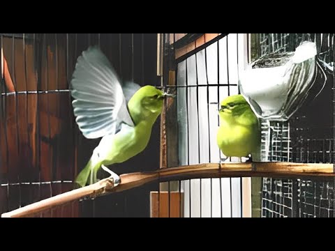Sirtu Jantan Dan Betina Paling Gacor !! Budidaya Burung Cipoh Tahap Awal