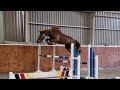Show jumping horse Beautiful Gelding by Valmy de la Lande