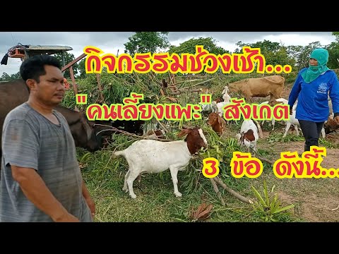 คนเลี้ยงแพะ-ต้องสังเกตแพะช่วงเ คนเลี้ยงแพะ-ต้องสังเกตแพะช่วงเ