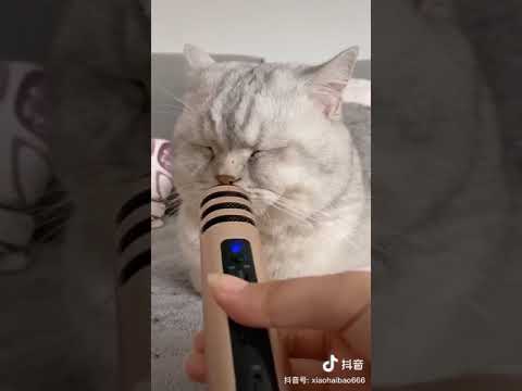 แมวกรนแบบนี้มีตื่น!!! แมวกรนแบบนี้มีตื่น!!!