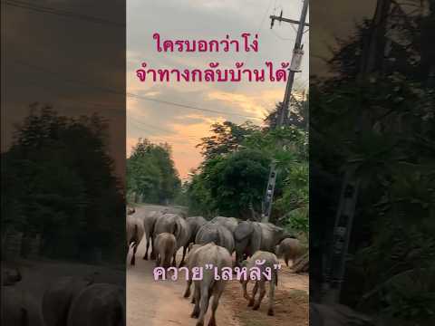 ควายเลหลัง(เหมา)ควายไทยสัตว์โล