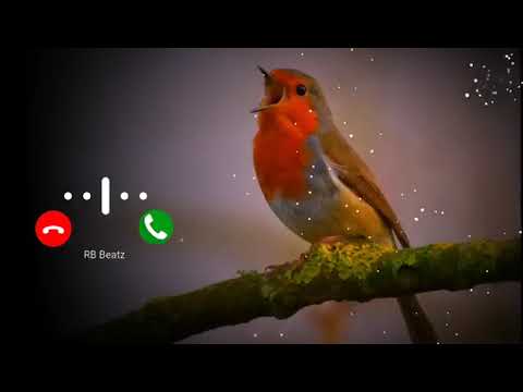 Nada dering kicau burung