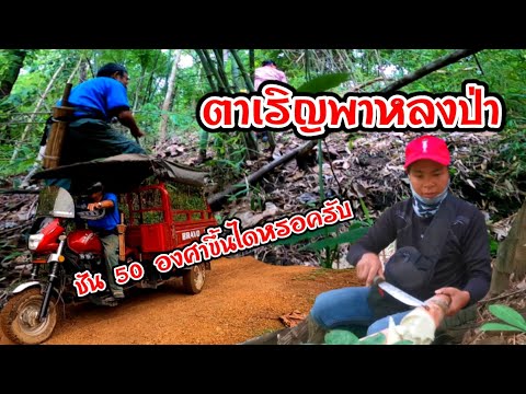 ตาเรินพาหลงป่า ตาเรินพาหลงป่า