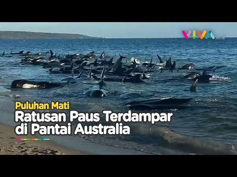 Penampakan Ratusan Paus Raksaksa Terdampar di Pantai Australia
