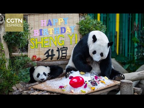 Dos pandas gigantes hermanos regresan a China desde Malasia tras un retraso de tres años