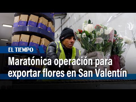 San Valentín: Inmensa operación para llevar toneladas de flores de Colombia a EE. UU. | El Tiempo