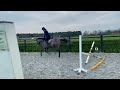 Show jumping horse veelbelovende 4 jarige spring merrie te koop