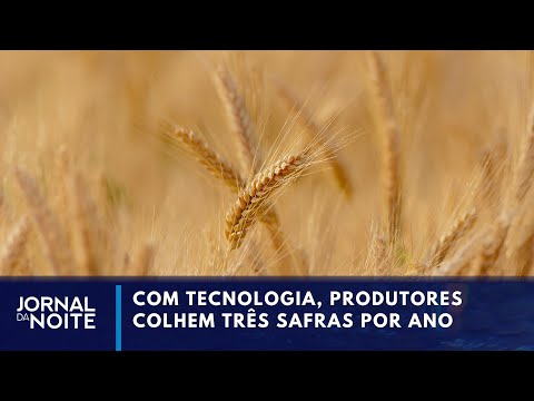 Pesquisa e tecnologia: produtores colhem três safras por ano