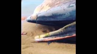 فيديو: العثور على حوت ضخم نافق في الكويت
