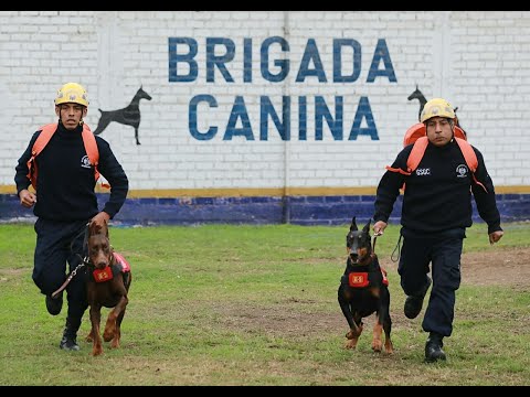 Brigada canina de la Policía celebra el Día mundial del perro