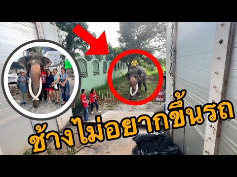 เกิดเหตุระทึก‼️พ่อใหญ่มาถึงกร