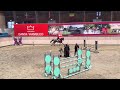 Show jumping horse Talented 8yo Mare by Avelinus C