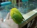 Funny shaking bird