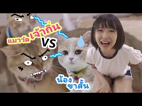 เจอครั้งแรกก็บวกกันเลย-เจ้าถิ่ เจอครั้งแรกก็บวกกันเลย-เจ้าถิ่