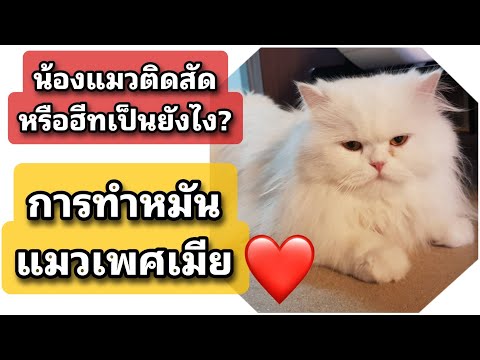 น้องแมวติดสัดหรือฮีทเป็นยังไง|