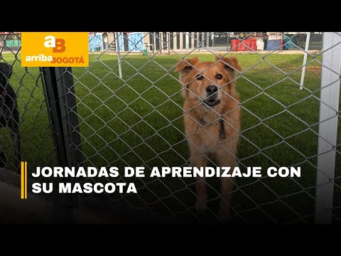 Diversión y aprendizaje para toda la familia en el centro canino de la Cruz Roja de Bogotá | CityTv