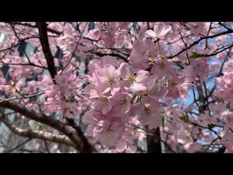Los cerezos se adelantan a la primavera en Japon