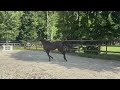 Show jumping horse Mooie 3-jarige merrie