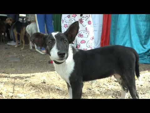 Realizan feria veterinaria en el penal de Waswalì, Matagalpa