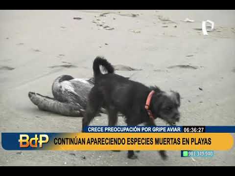 Gripe aviar: hallan pelícanos muertos en playas Punta Negra y Punta Hermosa