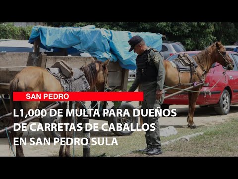 L1,000 de multa para dueños de carretas de caballos en San Pedro Sula