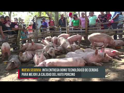 Entregan a productores de Nueva Segovia bono tecnológico de Cerdas - Nicaragua