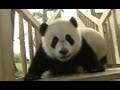 Pandas on Slide - Compilation - CFS