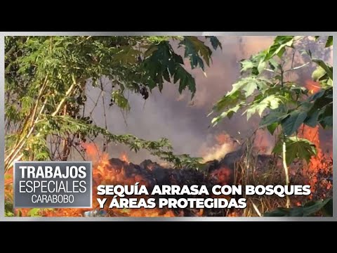 Sequía arrasa con bosques y áreas protegidas en Carabobo - Especial VPItv
