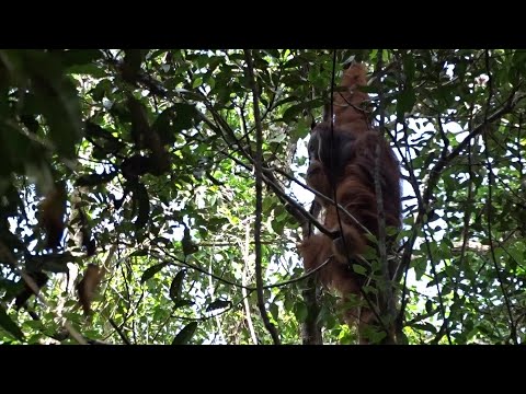 Orangután sorprende a científicos al prepararse ungüento para curarse herida | AFP
