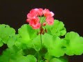 Цветоводство: geranium